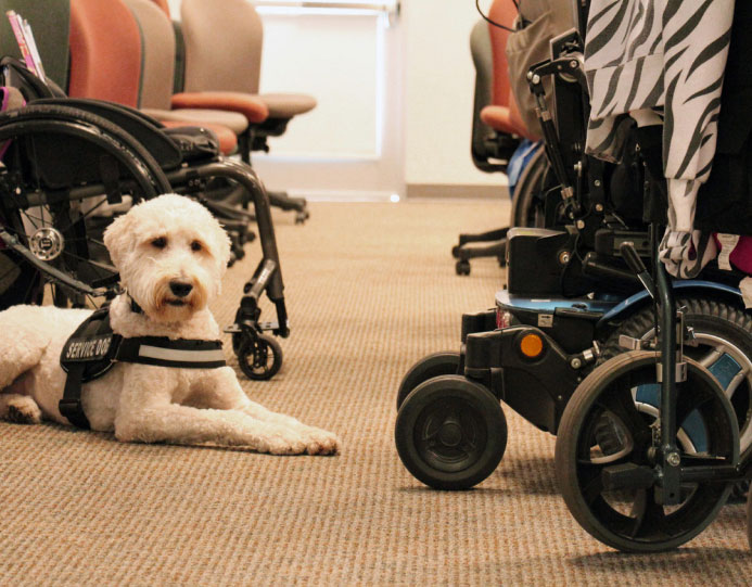 Assistance Animals in Housing - Disability Law Center, Utah