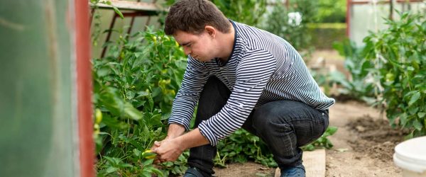 Young adult man with down syndrome gardening in a greenhouse.